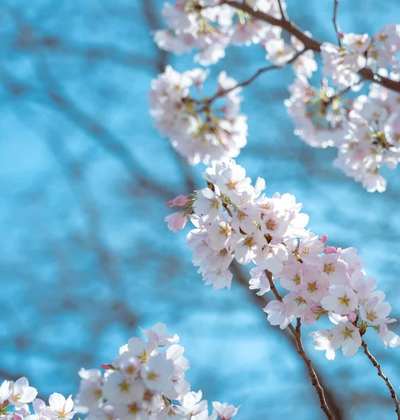 stock image Cherry blossom in full bloom with blue sky