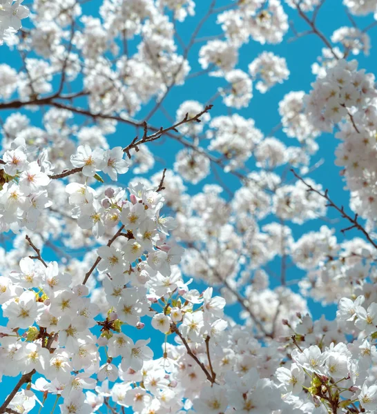 Flor Cerezo Plena Floración Con Cielo Azul —  Fotos de Stock