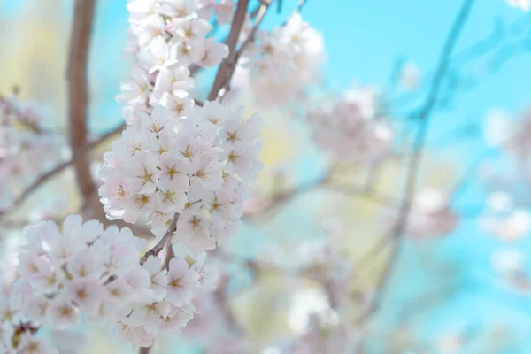 Cherry Blossom Full Bloom Blue Sky — Stock Photo, Image
