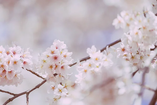 Stock image Cherry blossom in full bloom with blue sky