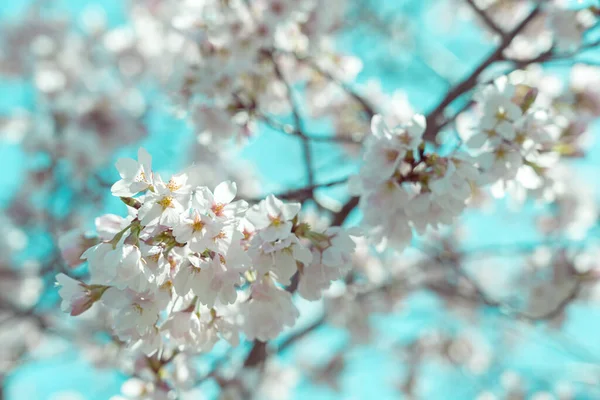 満開の桜と青空 — ストック写真