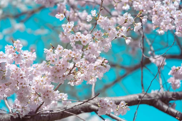 Fleur Cerisier Pleine Floraison Avec Ciel Bleu — Photo