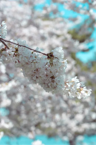 Kirschblüte Voller Blüte Mit Blauem Himmel — Stockfoto