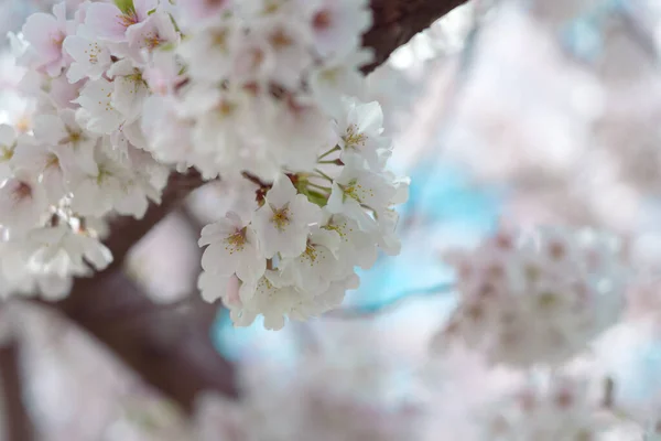 Cherry Blossom Full Bloom Blue Sky — Stock Photo, Image