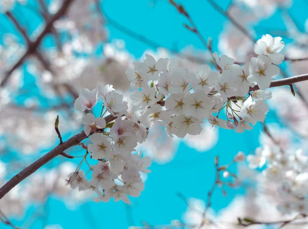 Flor Cerezo Plena Floración Con Cielo Azul — Foto de Stock
