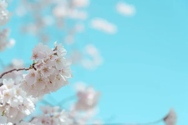 Cherry Blossom Full Bloom Blue Sky Stock Picture