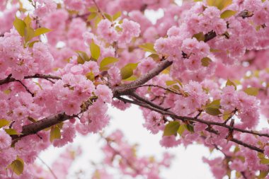 Çiçek açmış kiraz çiçekleri. 
