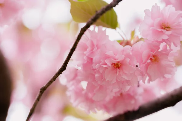 Cseresznyevirág Virágzik — Stock Fotó