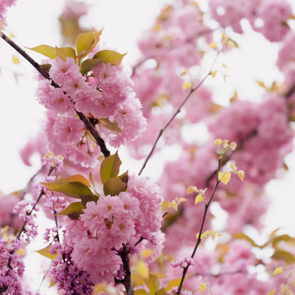 Fleur Cerisier Pleine Floraison — Photo