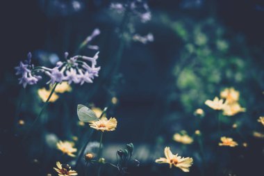 Bahçedeki kelebek ve çiçeğin doğası