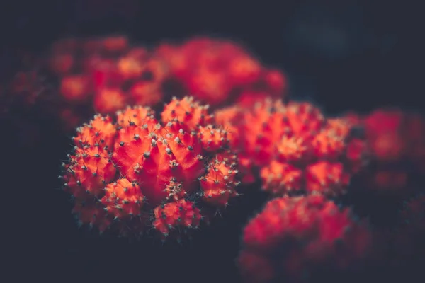 stock image Closeup of spines on cactus, background or texture