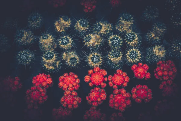 Closeup Spines Cactus Background Texture — Stock Photo, Image