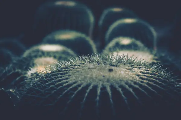 Closeup Spines Cactus Background Texture — Stock Photo, Image