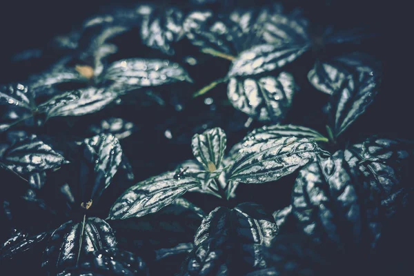 Крупный План Зеленые Листья Backgroun Естественная Текстура Листвы — стоковое фото