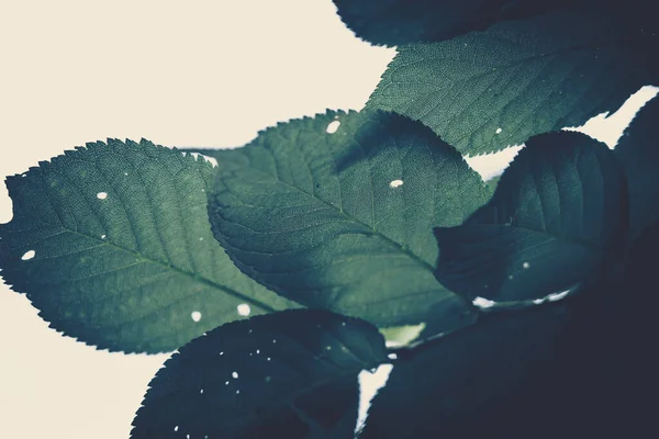 Крупный План Зеленые Листья Backgroun Естественная Текстура Листвы — стоковое фото