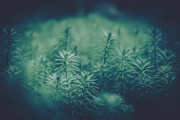 Closeup Πράσινα Φύλλα Backgroun Φυσικό Φύλλωμα Υφή — Φωτογραφία Αρχείου