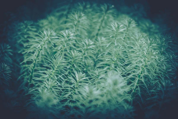 Closeup Πράσινα Φύλλα Backgroun Φυσικό Φύλλωμα Υφή — Φωτογραφία Αρχείου