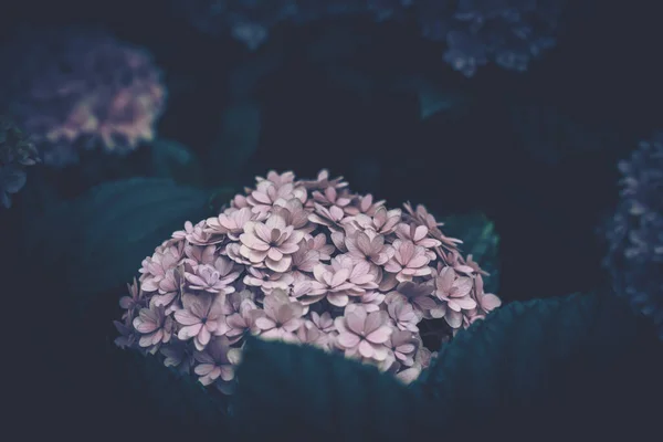 Прекрасна Гортензія Крупним Планом Квітка Цвітіння — стокове фото