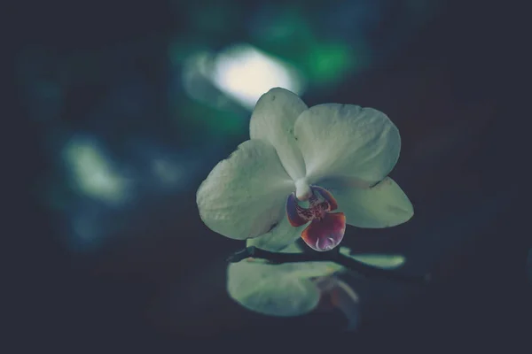 庭の蘭の花 ヴィンテージスタイル — ストック写真