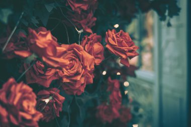 Güzel Yapay Gül Çiçekleri Arkaplanı, Vintage tarzı;