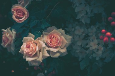 Güzel Yapay Gül Çiçekleri Arkaplanı, Vintage tarzı;