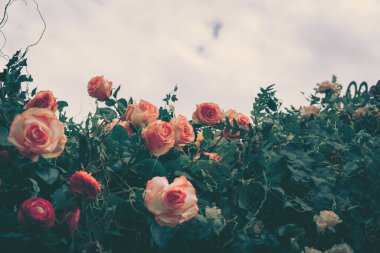 Güzel Yapay Gül Çiçekleri Arkaplanı, Vintage tarzı;