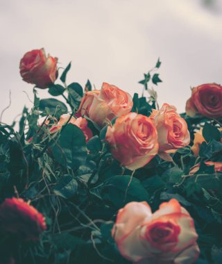 Güzel Yapay Gül Çiçekleri Arkaplanı, Vintage tarzı;