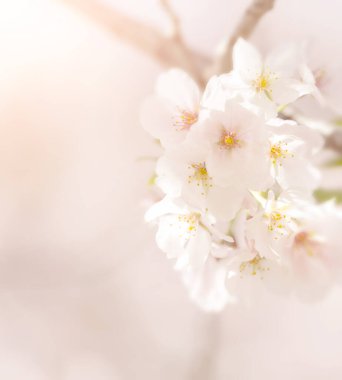 Çiçek ve ışık; arkaplan veya doku; bahar kavramı