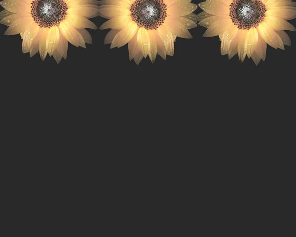 Sunflower in black background; spring concept