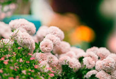 Bahar çiçeği arkaplanı veya çiçek dokusu