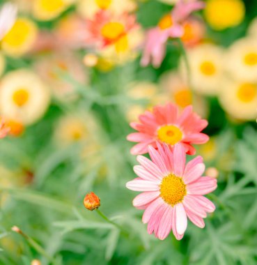 Bahar çiçeği arkaplanı veya çiçek dokusu