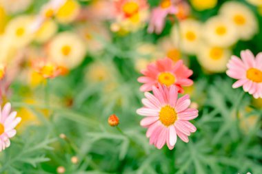 Bahar çiçeği arkaplanı veya çiçek dokusu