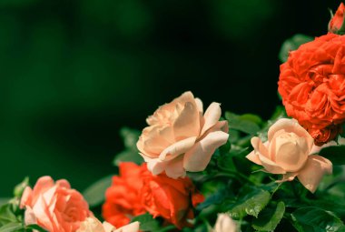 Bahar çiçeği arkaplanı veya çiçek dokusu