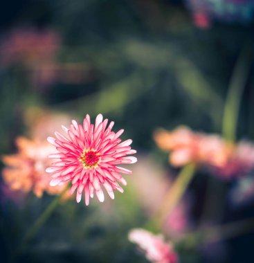 Bahar çiçeği arkaplanı veya çiçek dokusu