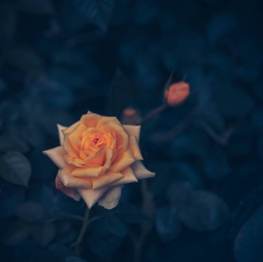 Bahar çiçeği arkaplanı veya çiçek dokusu