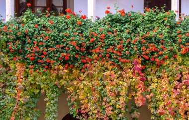 Canlı kırmızı çiçekler yemyeşil yaprakların arasında çiçek açar, sonbahar yaprakları Avusturya ayağına renk katar..