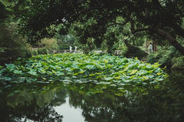 Suzhou, Çin - 11 Haziran 2024: Çin bahçesindeki bir göletin manzarası, etrafındaki yeşilliklerin büyük zambakları ve yansımaları.