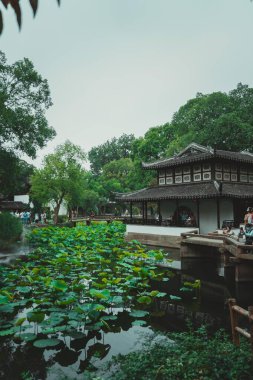 Suzhou, Çin - 11 Haziran 2024: Lotus, Çin 'in Suzhou kentindeki mütevazı yönetimin bahçesinde sakin bir gölet açtı.