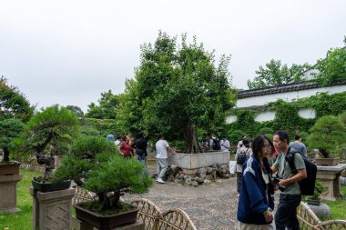 Suzhou, Çin - 11 Haziran 2024: Büyük bir ağacı, bonsai bitkileri, bir taş yolu ve manzaraya hayran olan insanlar olan sakin bir Çin bahçesi.