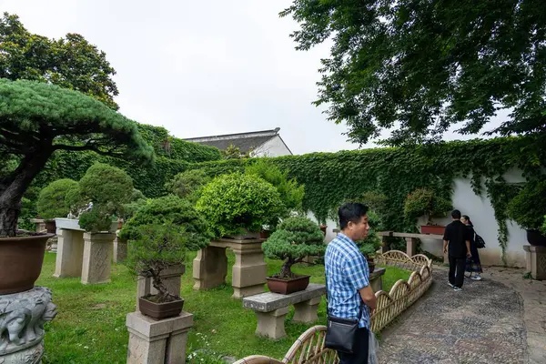 Suzhou, Çin - 11 Haziran 2024: Çin 'in Suzhou kentindeki geleneksel bir Çin bahçesi, özenle manikürlü bonsai ağaçları taş kaidelerde sergilenmektedir..