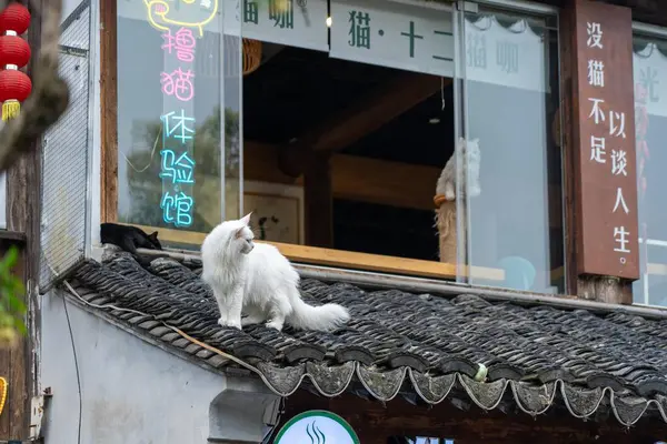 stock image Suzhou, China - June 11, 2024 : A white cat sits on a tiled roof in Suzhou, China, with a black cat sleeping below.