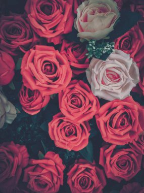 Klasik filtresi olan kırmızı ve pembe gül kümesinin yakın çekimi..