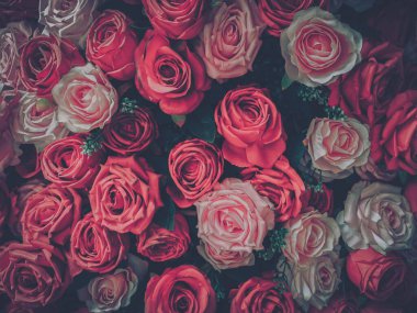 Solmuş yeşil yapraklı kırmızı ve pembe güllerden oluşan klasik bir resim..