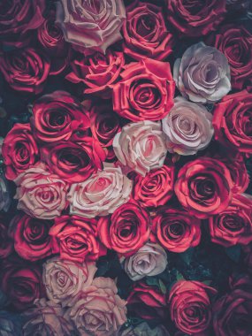 Pembe ve kırmızı güllerle kaplı bir duvarın klasik esinlenmiş görüntüsü..