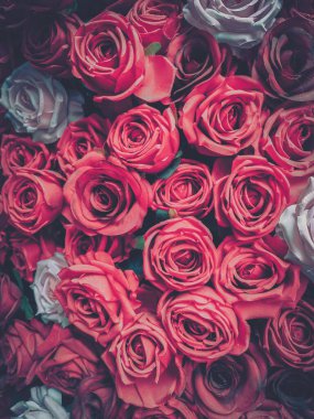 Klasik filtresi olan kırmızı ve beyaz güllerin yakın plan görüntüsü..