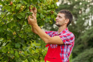 Kafkasyalı çiftçi bahçedeki fındık ağacından olgun fındık topluyor. Bahçıvan tarım uzmanı tarlada çiğ fındık yetiştiriyor. Çiftlik zamanı hasat. Sağlıklı doğal yiyecek.