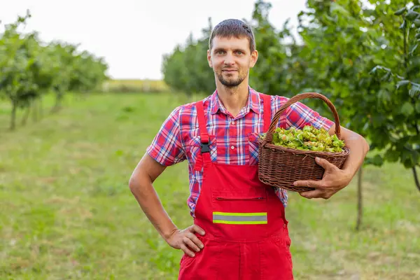 Beyaz erkek çiftçi, bahçede elinde dolu bir sepetle çiğ fındık hasadı gösteriyor. Hazel ağacı sıraları. Agronomist tarlada olgun fındık meyvesi yetiştiriyor. Sağlıklı doğal gıdalar, ekolojik ürünler