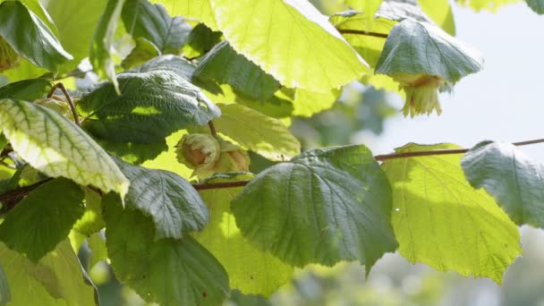 在花园的榛树丛上 对成熟的榛子进行了特写 在农村田里的绿枝上种植生果 秋天农场收获季节 健康的天然食物 环保产品 — 图库视频影像