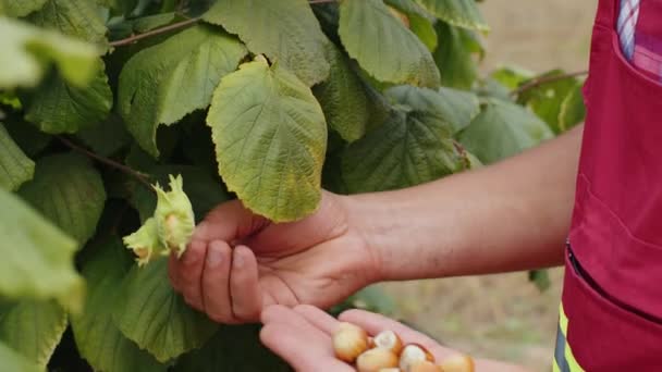 在男性农民的密切合作下 从花园的一棵落叶榛树丛中摘取成熟的榛子 在种植园种植生果 秋天农场收获季节 健康的自然生态食品 — 图库视频影像