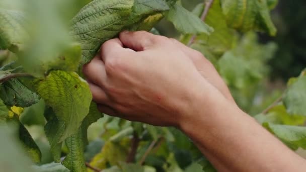 Primo Piano Mani Agricoltore Uomo Strappa Raccoglie Nocciole Mature Mazzo — Video Stock